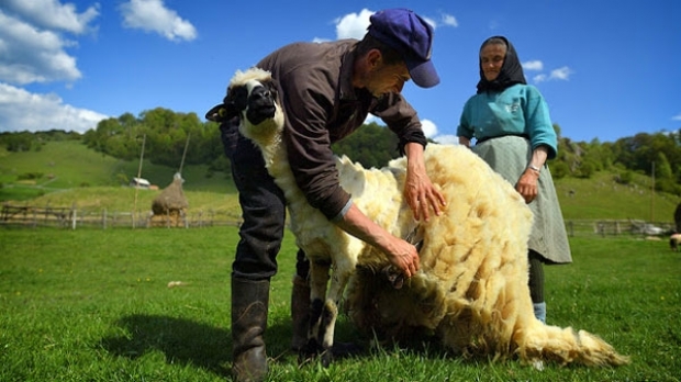 Se prelungeşte perioada de valorificare a lânii