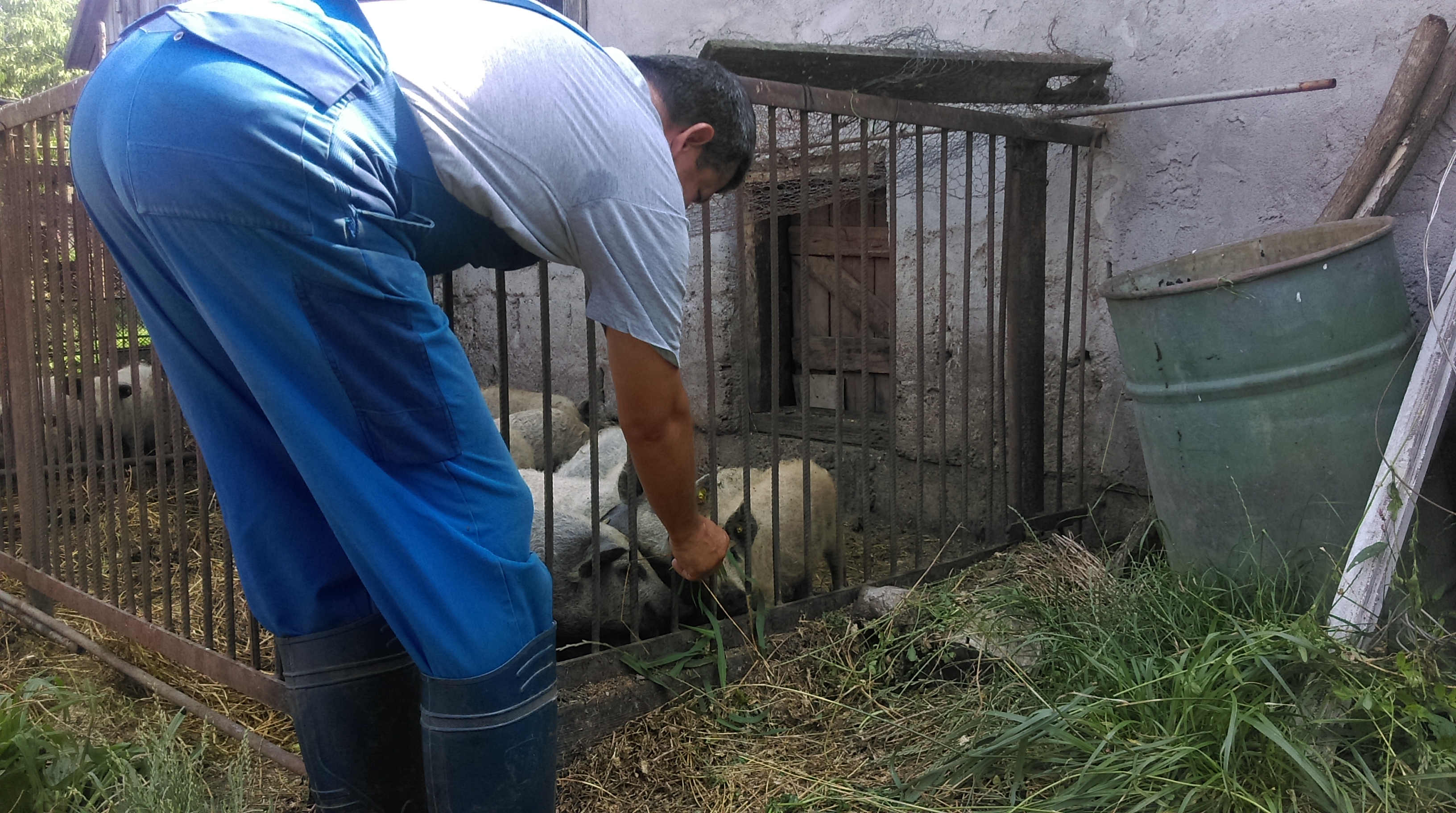 Persoanele fizice care cresc porci în propriile gospodării vor putea să-i valorifice, cu avizul unui medic veterinar