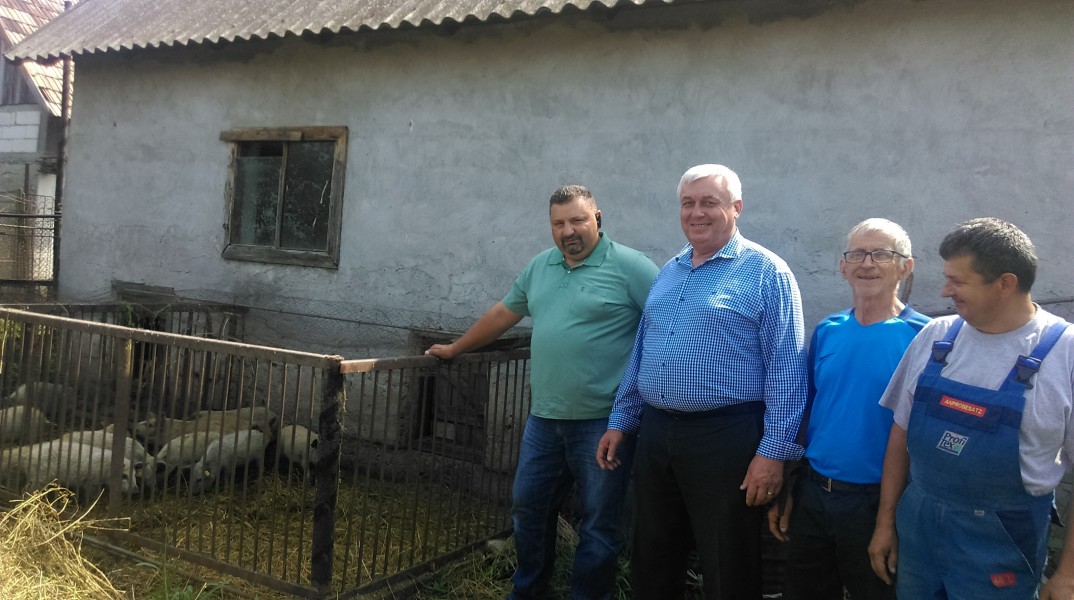 Primii 20 de purcei de Mangalița au fost livrați azi către doi crescători mureșeni
