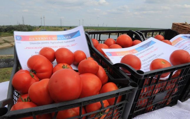 Fermierii mureșeni încep să își primească banii din programul de tomate