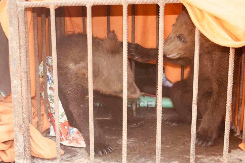 Doi pui de urs, salvaţi de poliţişti după ce mama lor a fost lovită de tren