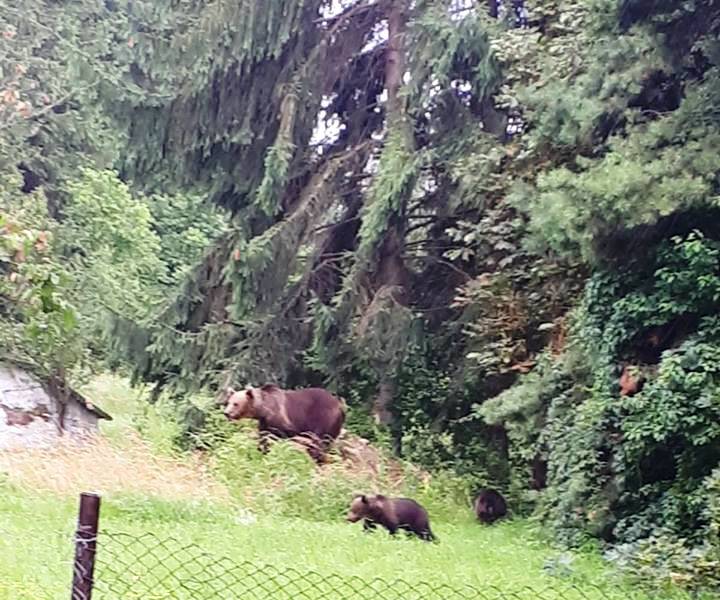 Opt apeluri de semnalare a prezenței urșilor în Harghita, în ultima săptămână