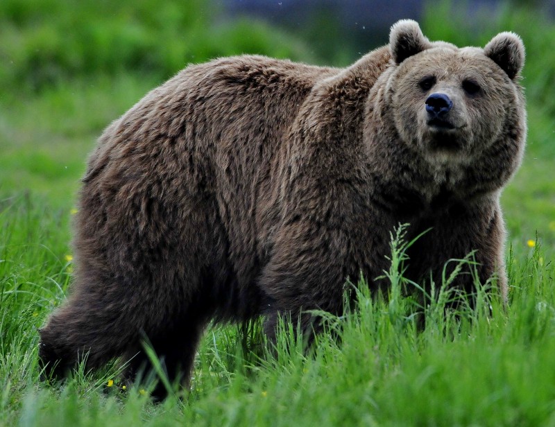 4 urși au fost împușcați în Mureș