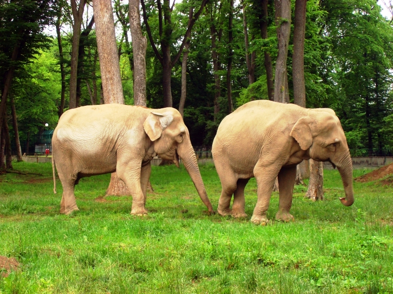 Elefanții de la Zoo Tîrgu-Mureș, atracția acestui sfârșit de săptămână