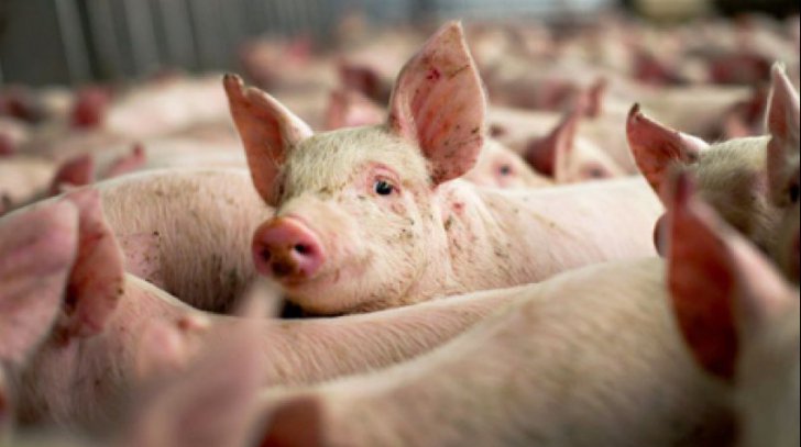 DSV Covasna: Măsuri suplimentare pentru prevenirea pestei porcine africane