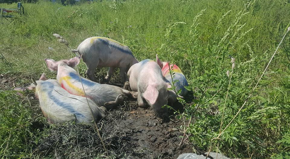 Crescătorii de porci care își lasă animalele libere pot fi amendați