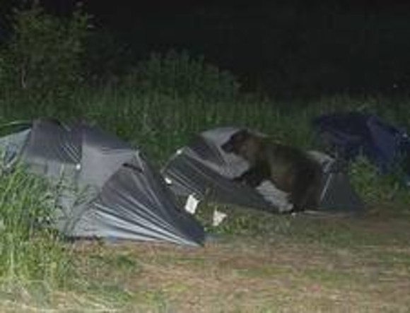 Bărbat atacat de urs în cort la Buşteni, pe Valea Cerbului