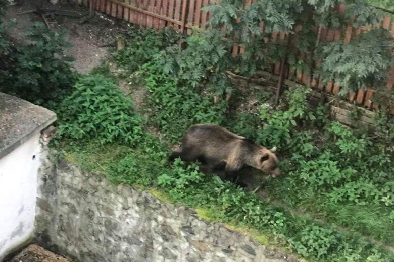Jandarmii harghiteni, chemaţi să alunge un urs din satul Benţid