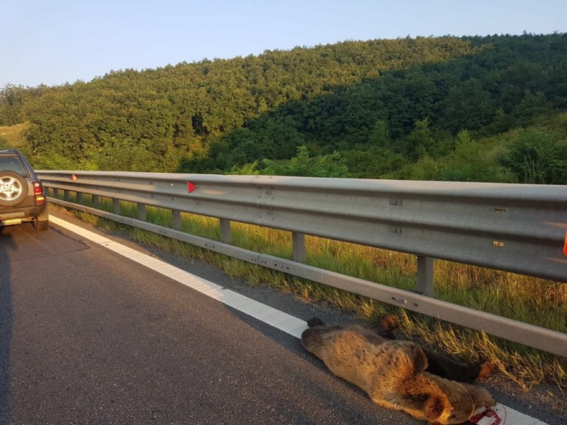 Urs accidentat mortal pe autostrada A1