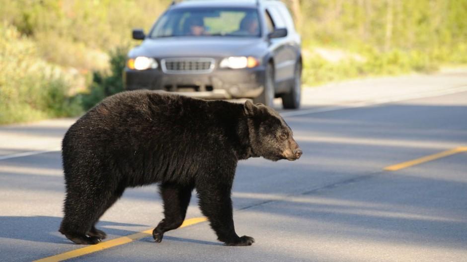 Un urs a fost văzut, azi, în municipiul Braşov, animalul fiind observat în zona centurii oraşului