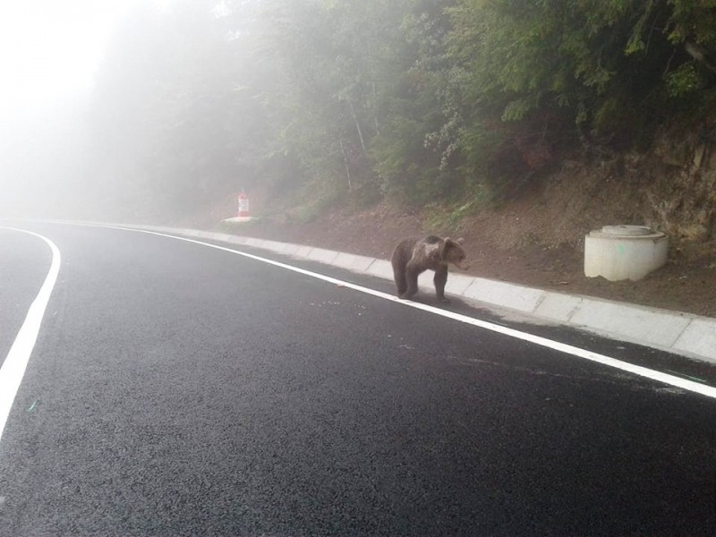 Prezenţa unui urs, semnalată la marginea municipiului Miercurea Ciuc