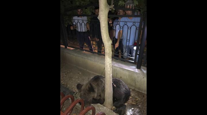Prahova: Urs în zona autogării din Câmpina