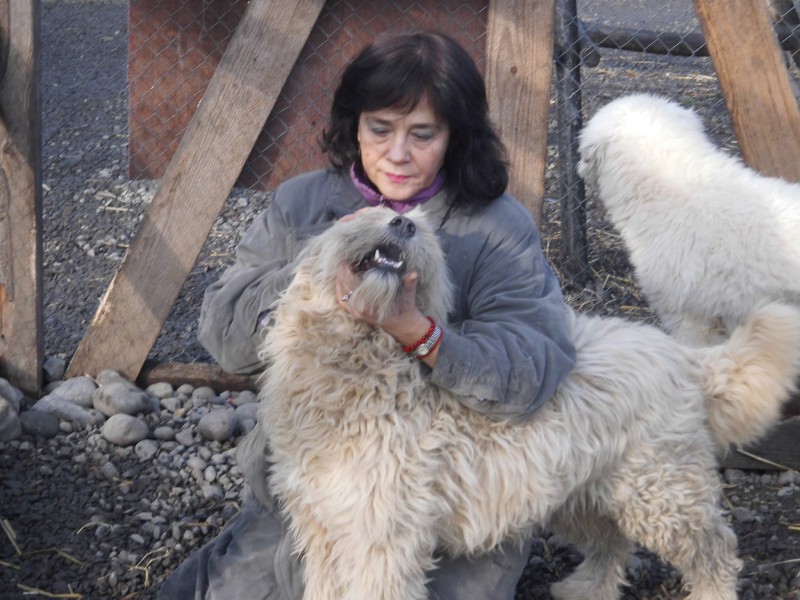 Colaborare româno-austriacă pentru încurajarea adopției câinilor comunitari Colaborare româno-austriacă pentru încurajarea adopției câinilor comunitari