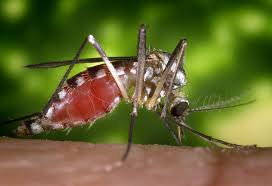 Deces din cauza infecţiei provocate de virusul West Nile