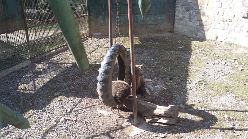Puiul de urs de la Grădina Zoologică din Tîrgu Mureş a fost botezat azi