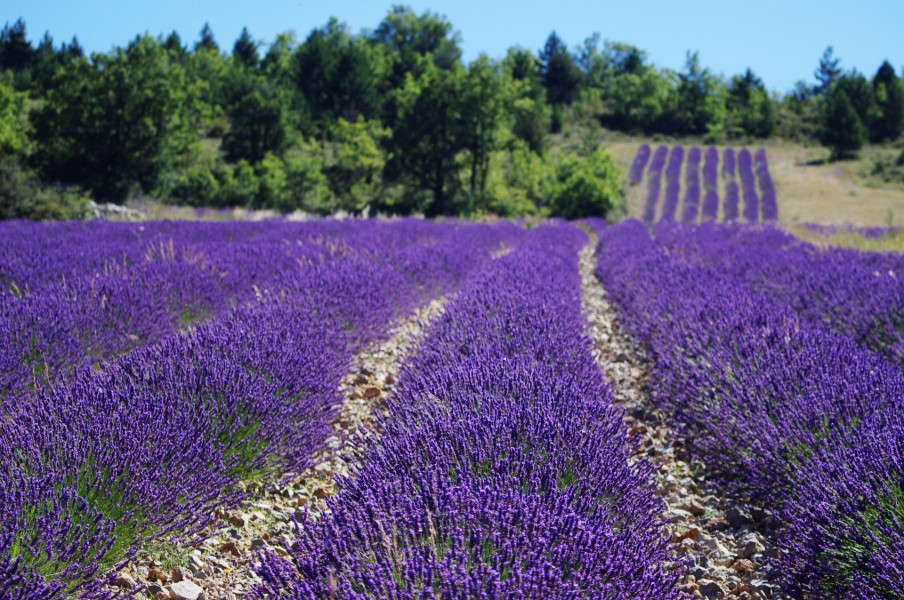 Cultivarea plantelor medicinale şi aromatice pe suprafeţe de până la 2 ha, scutită de impozit