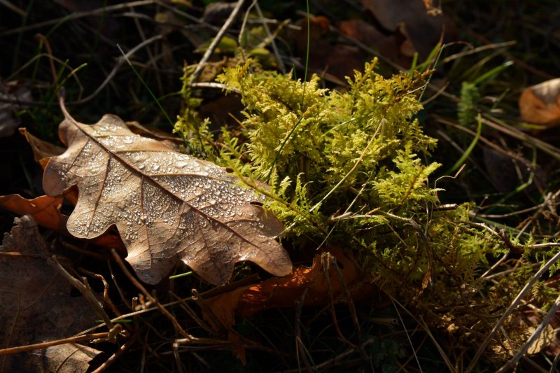 Scad simţitor temperaturile de mâine Scad simţitor temperaturile de mâine