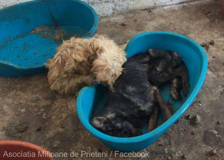 UPDATE: Administratorul adăpostului de animale de la Prejmer a fost reţinut