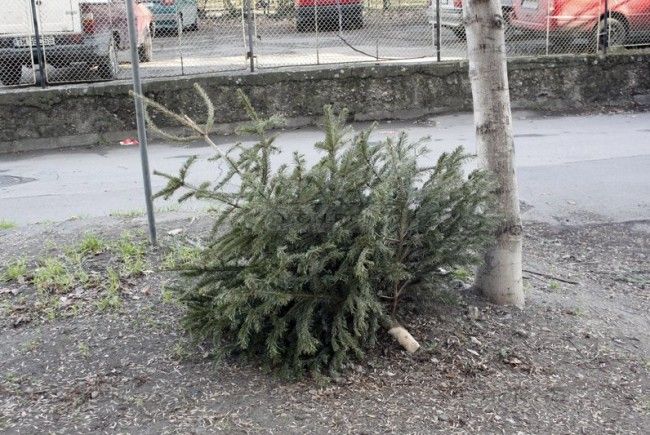 A început colectarea brazilor de Crăciun din Brașov