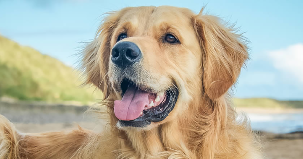 Pet Blitz | Animale care pot să perceapă apropierea unor dezastre naturale