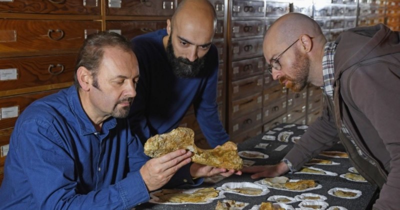 Cel mai vechi dinozaur carnivor a trăit în Italia Cel mai vechi dinozaur carnivor a trăit în Italia