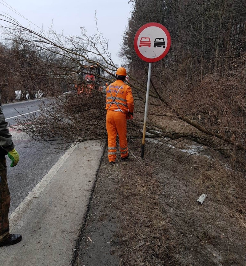 Tăieri de arbori care pun în pericol circulația pe DN 15 în Răstolița