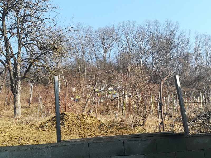 Derogare pentru un urs din Tg.Mureș
