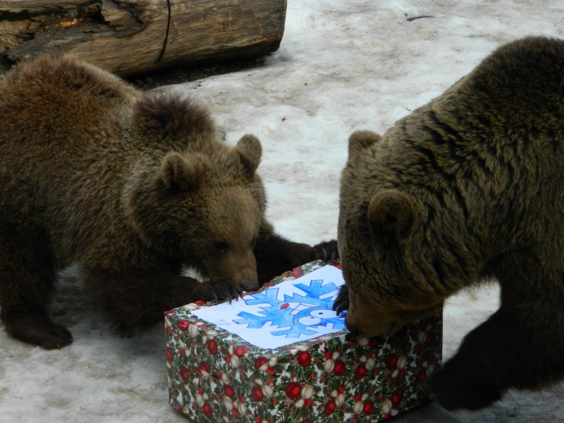 Urşii de la Zoo Târgu Mureş fac preziceri cu privire la starea vremii, la începutul lunii februarie Urşii de la Zoo Târgu Mureş fac preziceri cu privire la starea vremii, la începutul lunii februarie