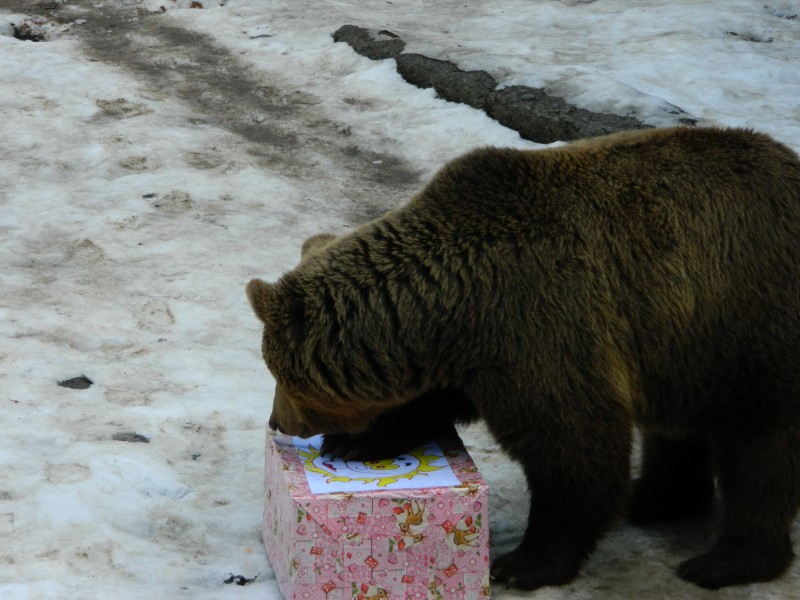 Urșii de la Zoo Mureș au prevestit că primăvara se apropie