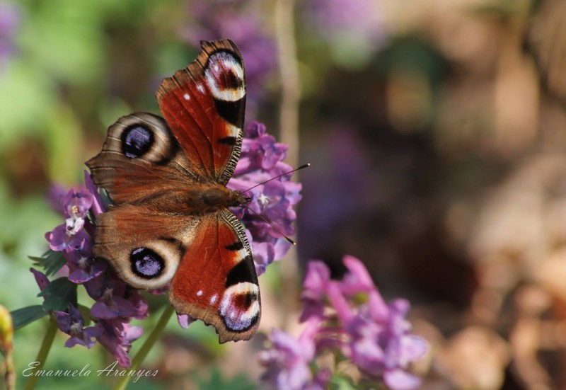 Insectele sunt de importanţă vitală pentru ecosistemele naturale