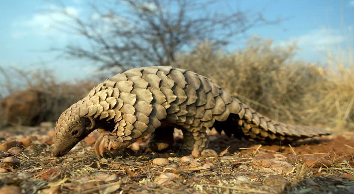 Pangolinul, cel mai traficat animal din lume, pe cale de dispariție