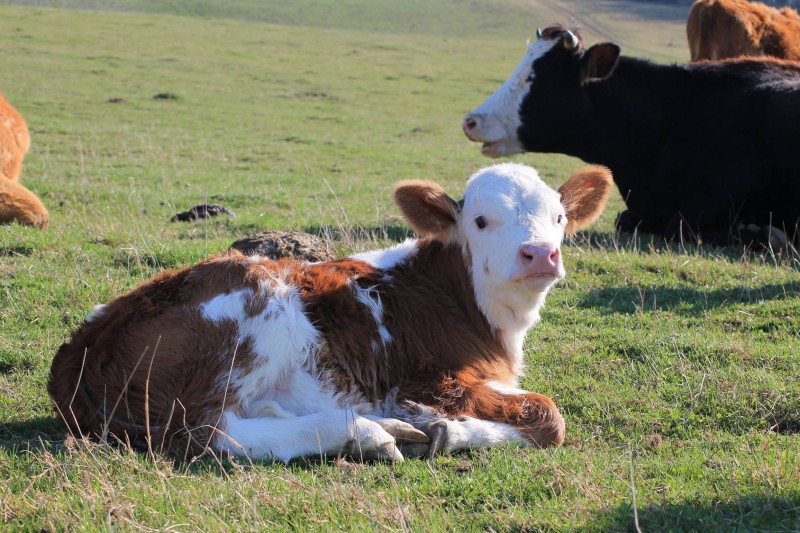 DSV Mureș avertizează: și animalele trebuie protejate de caniculă