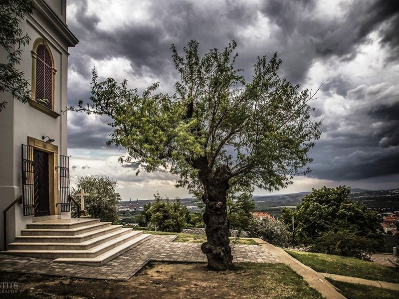 Migdalul din Dealul de Zăpadă, Pécs, a devenit arborele european al anului 2019