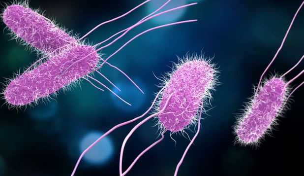 Bacteria Salmonella, în pastă de mici produsă la Târnăveni