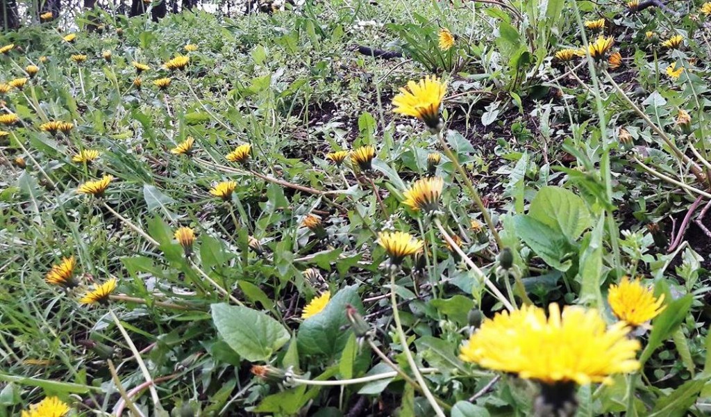 Vremea se va rãci uşor faţã de ziua precedentã