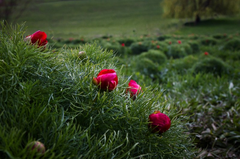 Bujorul devine floarea națională a României