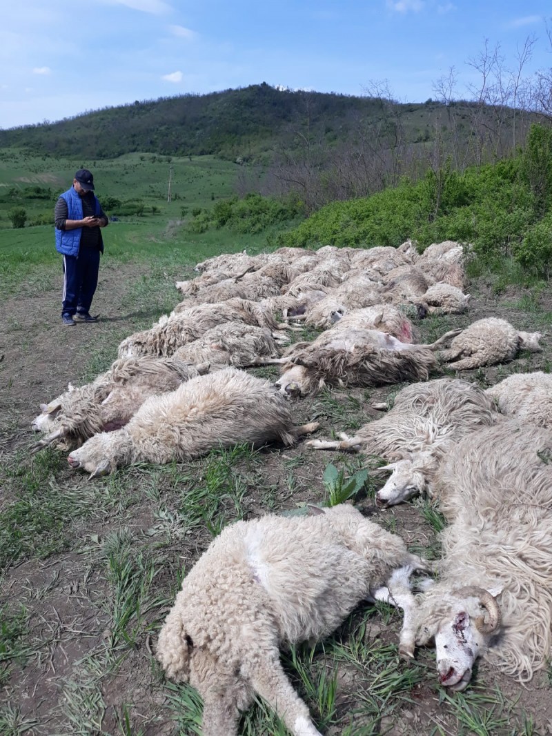 UPDATE: EXCLUSIVITATE! Zeci de oi accidentate și peste 60 ucise, la Crăiești