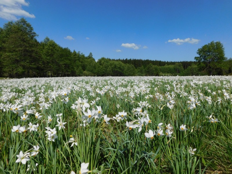 Harghita: Narcisele au înflorit pe 316 hectare, specia fiind protejată la nivel judeţean Harghita: Narcisele au înflorit pe 316 hectare, specia fiind protejată la nivel judeţean