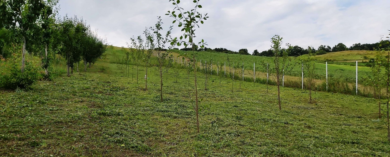 Fondul forestier al statului beneficiază de împăduriri constante