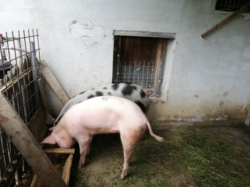 Măsuri suplimentare pentru prevenirea extinderii pestei porcine africane în Covasna