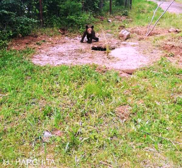 Harghita: Pui de urs eliberat de jandarmi dintr-un canal, la Băile Tuşnad
