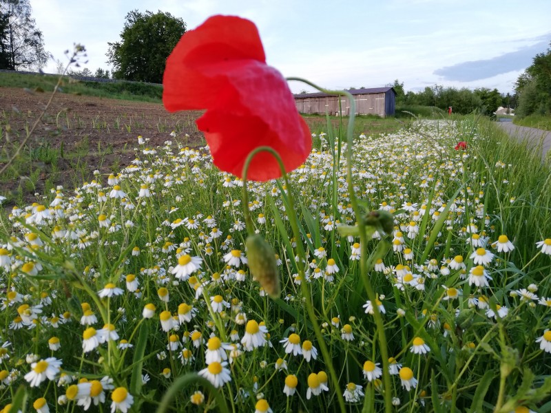 Vreme frumoasă în Transilvania