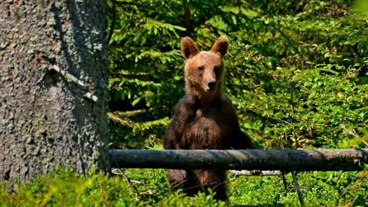 CL Sfântu Gheorghe, contract pe 10 ani pentru capturarea animalelor sălbatice ce intră în municipiu