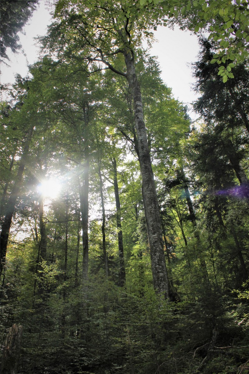 Zeci de mii de hectare de pădure românească, în patrimoniul UNESCO