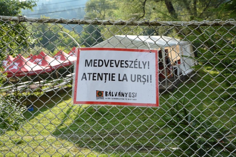 Intervenţie a jandarmilor pentru îndepărtarea unei ursoaice cu pui la Băile Tușnad