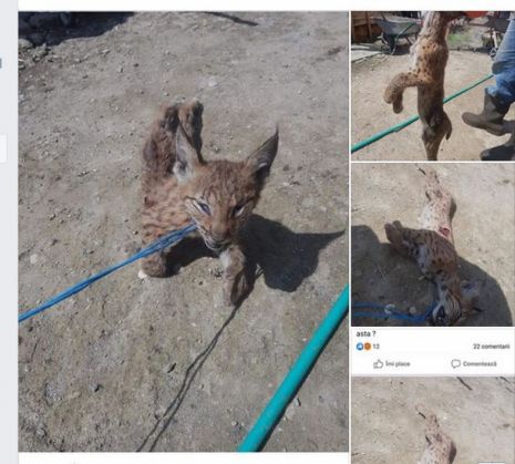 Doi brașoveni sunt cercetați pentru torturarea unui pui de râs