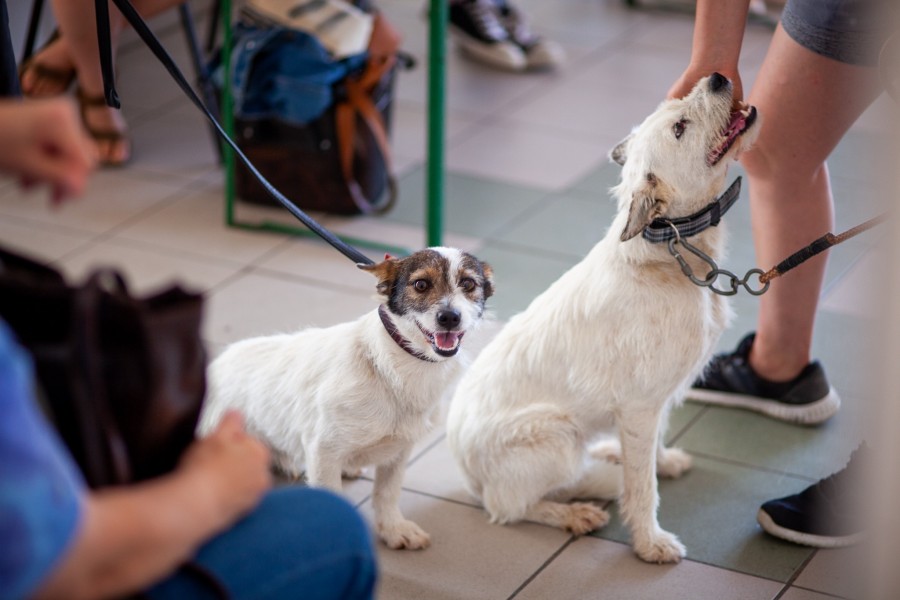 30 de animăluțe au fost sterilizate, sâmbătă, la Corunca 30 de animăluțe au fost sterilizate, sâmbătă, la Corunca