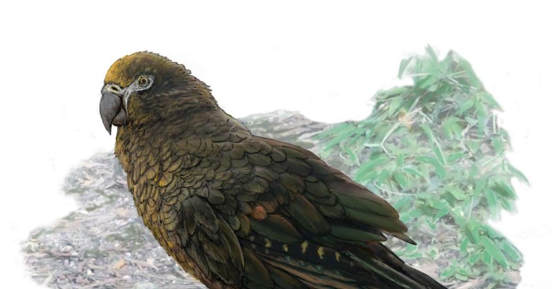 Hercules, o specie de papagal uriaş, care a trăit cu milioane de ani în urmă