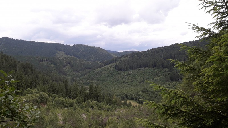 Un mureșean rătăcit în pădure a fost găsit la 18 km de casă