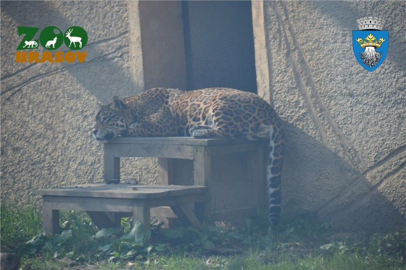 Tratament special pentru animalele de la Grădina Zoologică Brașov, în zilele foarte calde